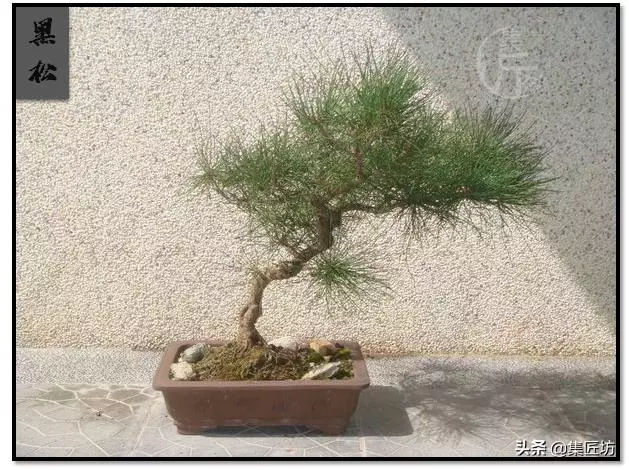 黑松盆景太久沒換盆,樹勢弱,2種方法解決非換盆適期盆土問題