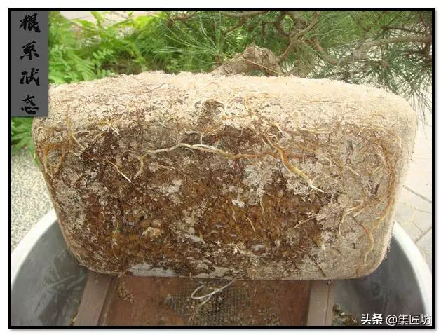黑松盆景太久沒換盆,樹勢弱,2種方法解決非換盆適期盆土問題