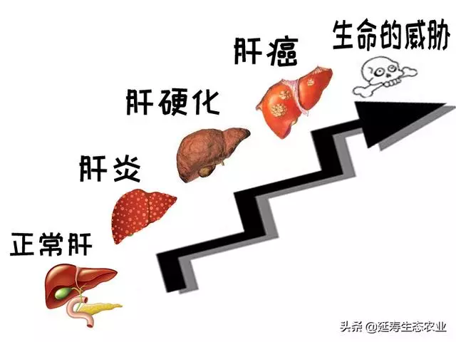 肝「堵」會致命!教你如何巧用桑葚疏通救命