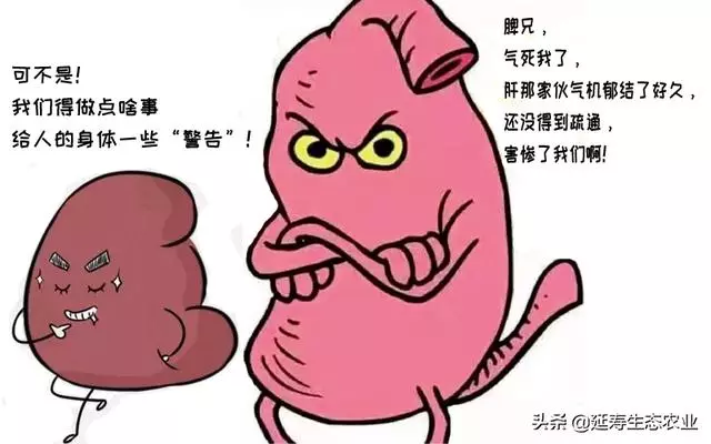 肝「堵」會致命!教你如何巧用桑葚疏通救命