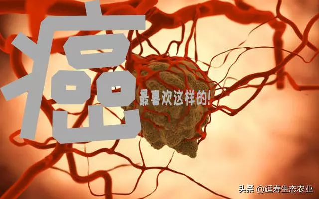 肝「堵」會致命!教你如何巧用桑葚疏通救命