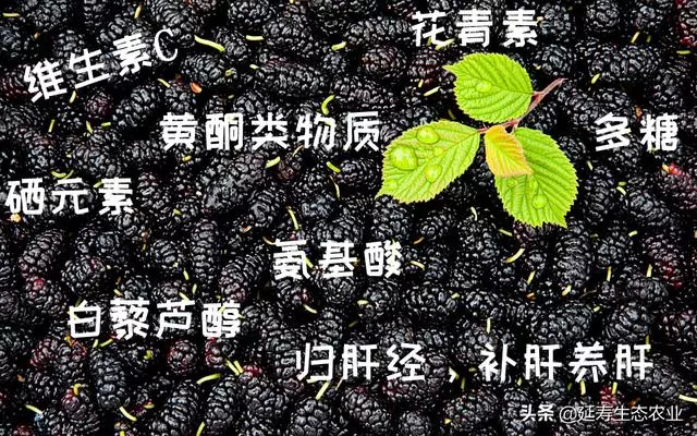肝「堵」會致命!教你如何巧用桑葚疏通救命