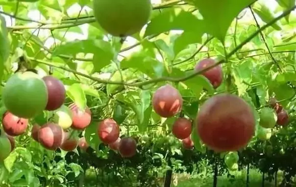 原汁原味百香果發酵酒製作方法分享