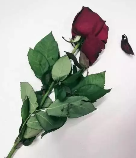 心理測試:哪朵花枯萎的最快?測你們的愛情真能天長地久嗎?