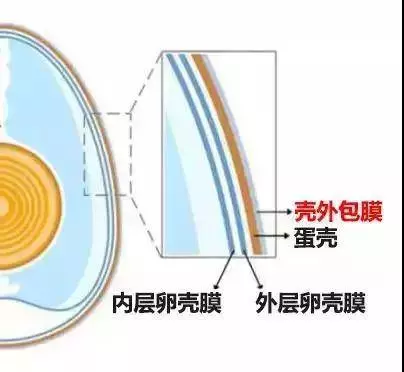 雞蛋這樣放冰箱,秒變毒蛋,10個家庭9個錯,現在知道還不晚!