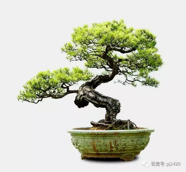 做飄枝,這些方法一定要知道!
