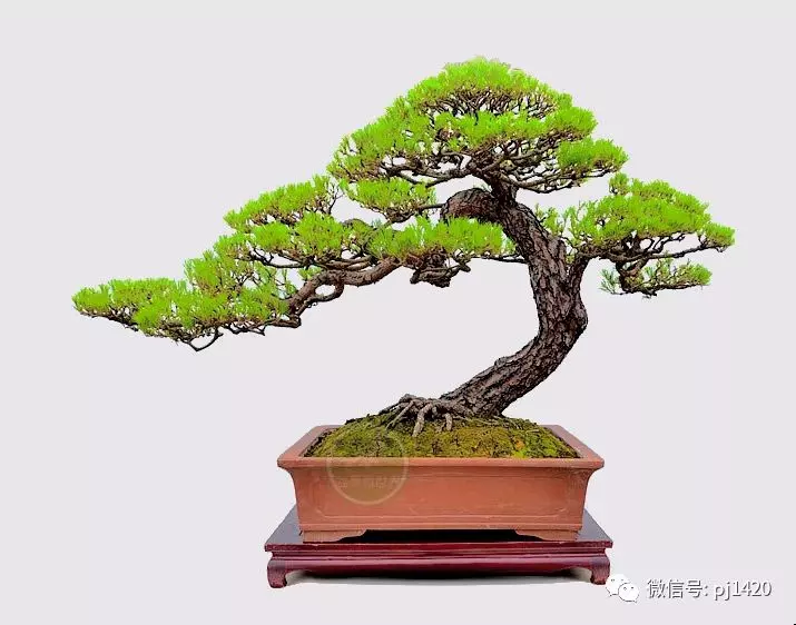 做飄枝,這些方法一定要知道!