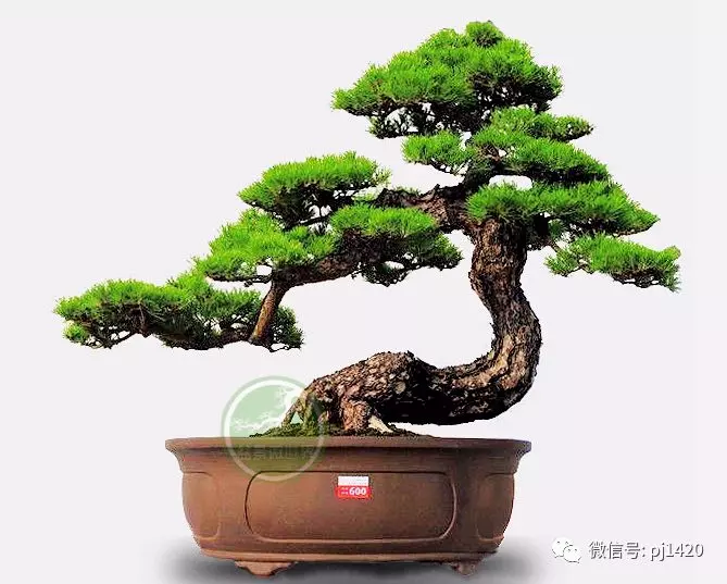 做飄枝,這些方法一定要知道!