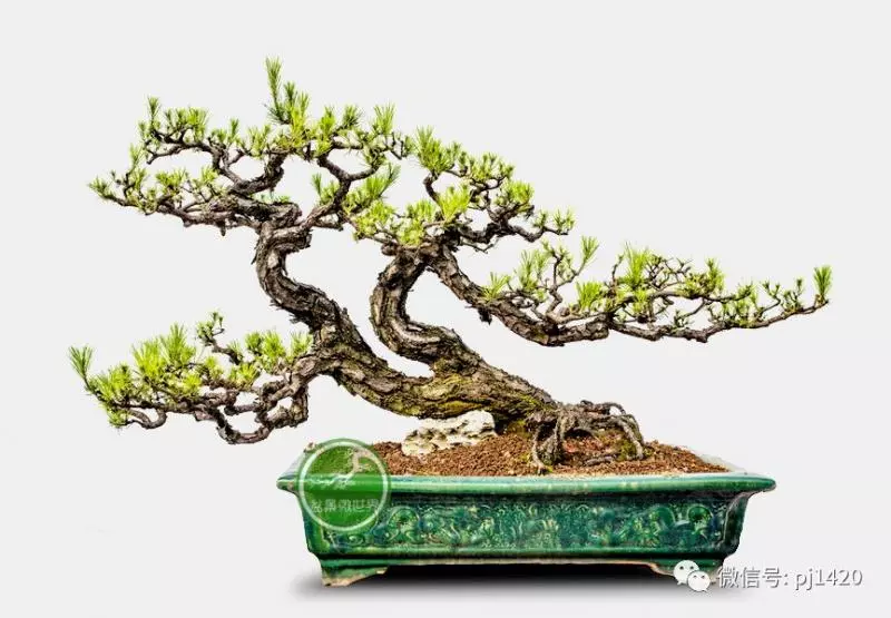做飄枝,這些方法一定要知道!