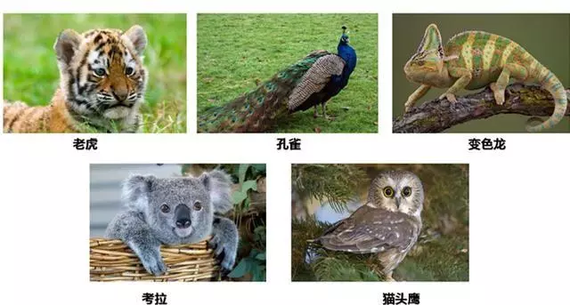 超准心理測試:五隻動物選一隻,一秒鐘測出你最大的優點