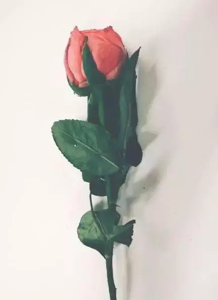 心理測試:哪朵花枯萎的最快?測你們的愛情真能天長地久嗎?
