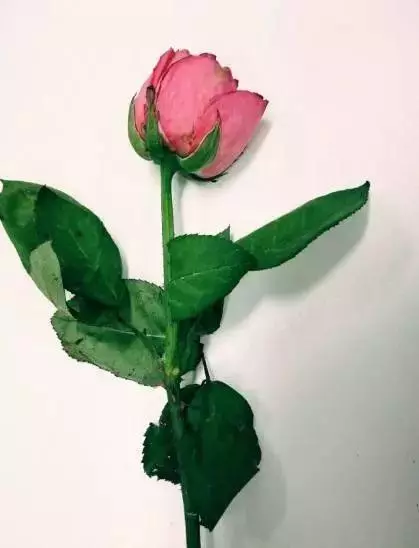 心理測試:哪朵花枯萎的最快?測你們的愛情真能天長地久嗎?