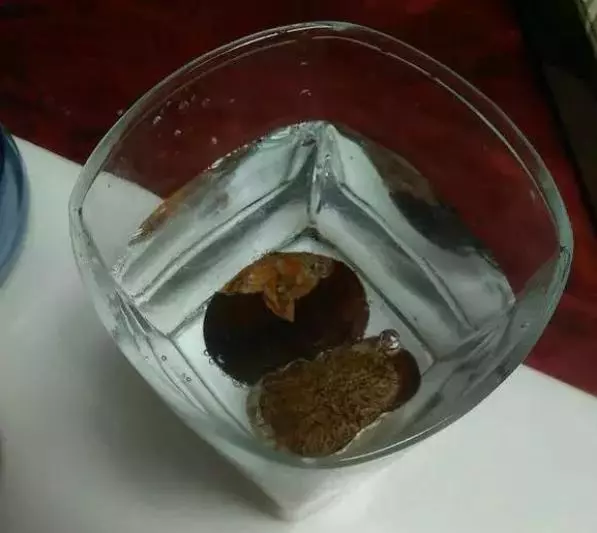 廚房拿倆生板栗塞土裡,沒想到幾天長出這玩意,模樣奇特招人稀罕