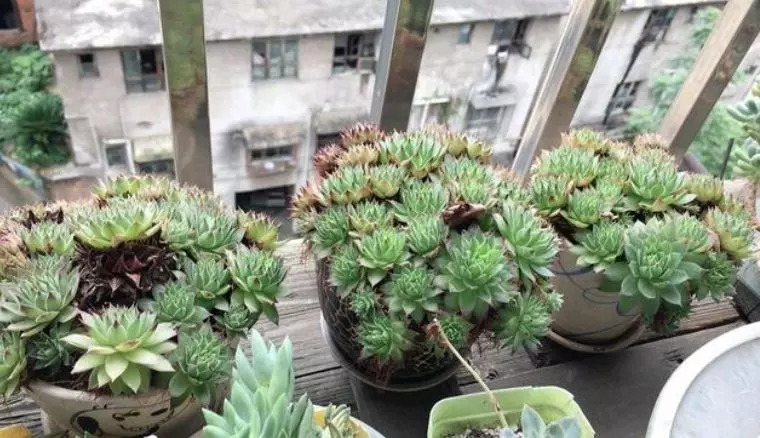 小巧可愛的觀音蓮多肉,解決3點,愛爆盆愛群生,長得很旺