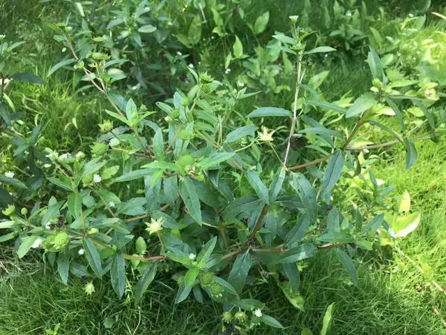 這種「一肚子學問」的草藥,長於滋補肝腎,還能涼血止血