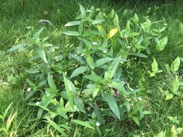 這種「一肚子學問」的草藥,長於滋補肝腎,還能涼血止血