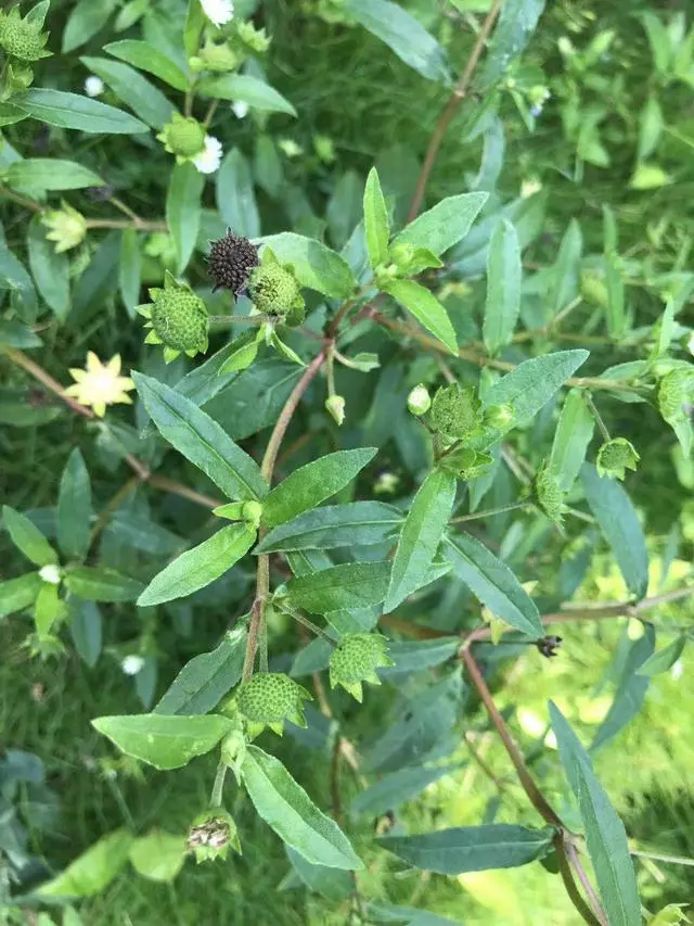這種「一肚子學問」的草藥,長於滋補肝腎,還能涼血止血