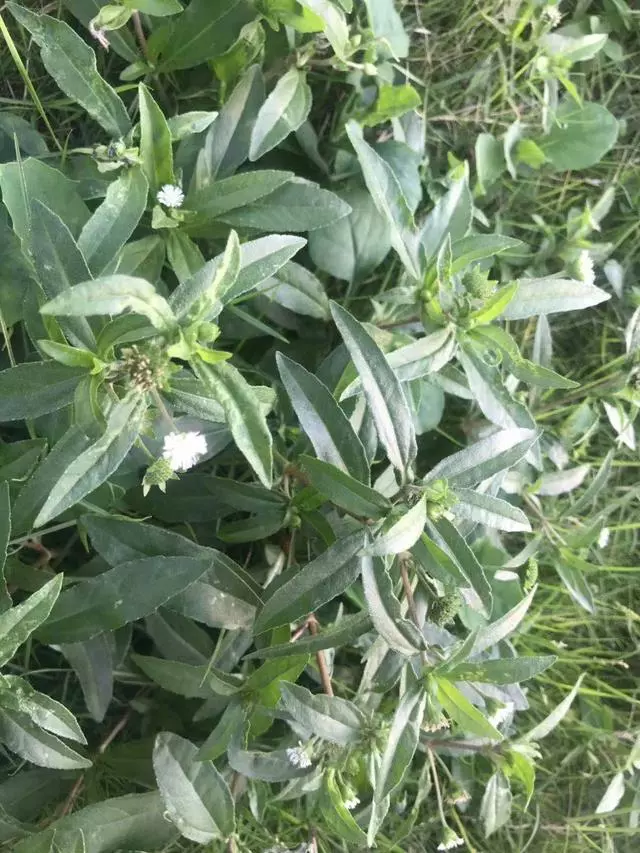 這種「一肚子學問」的草藥,長於滋補肝腎,還能涼血止血
