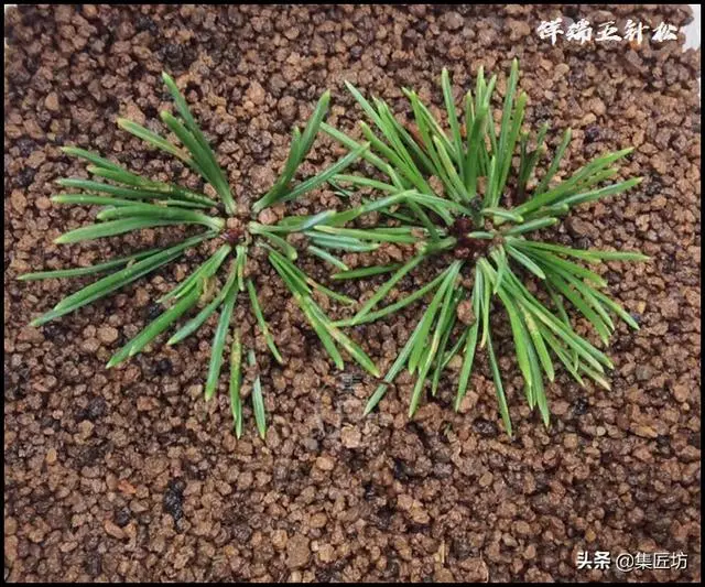 幼苗不好養?盆器很關鍵!以松類盆景為例,淺談盆景幼苗養護技巧