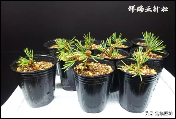 幼苗不好養?盆器很關鍵!以松類盆景為例,淺談盆景幼苗養護技巧