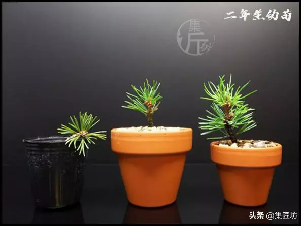 幼苗不好養?盆器很關鍵!以松類盆景為例,淺談盆景幼苗養護技巧
