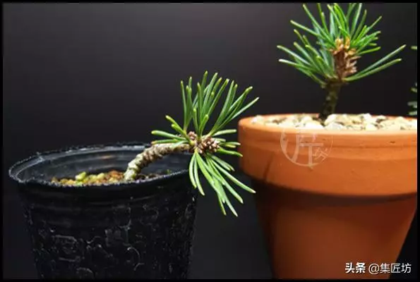 幼苗不好養?盆器很關鍵!以松類盆景為例,淺談盆景幼苗養護技巧