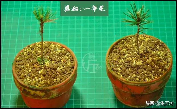 幼苗不好養?盆器很關鍵!以松類盆景為例,淺談盆景幼苗養護技巧