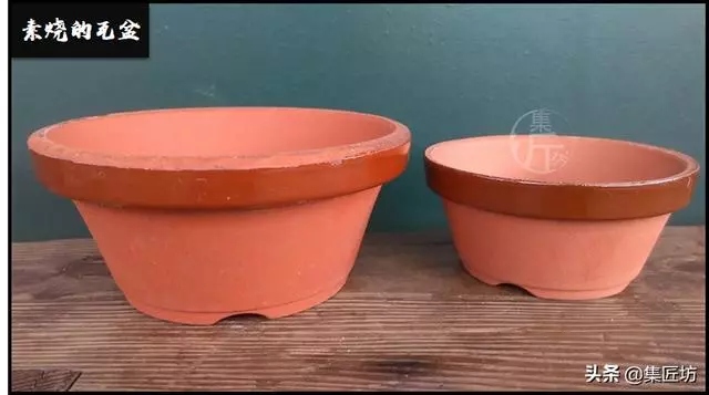 幼苗不好養?盆器很關鍵!以松類盆景為例,淺談盆景幼苗養護技巧