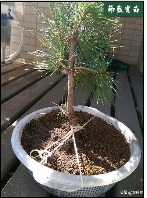 幼苗不好養?盆器很關鍵!以松類盆景為例,淺談盆景幼苗養護技巧