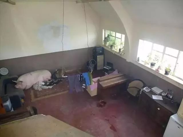 國外房屋中介曬出收到的奇葩房子,笑哭眾人,網友:房子我戒了