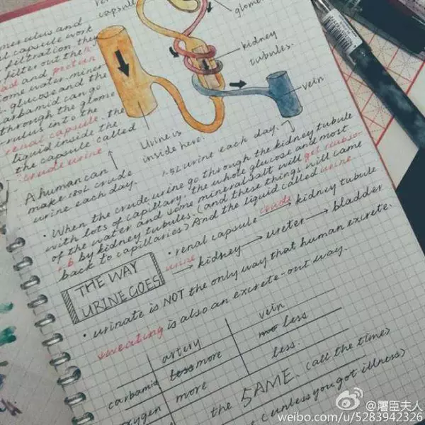 女考生「學測滿分被封學霸」爆紅!不僅人正,筆記也是一絕,網讚:「滿分不是沒有原因」!