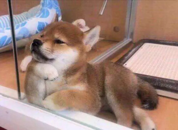 30張證明「柴犬就是一種搞笑生物」的激萌照片
