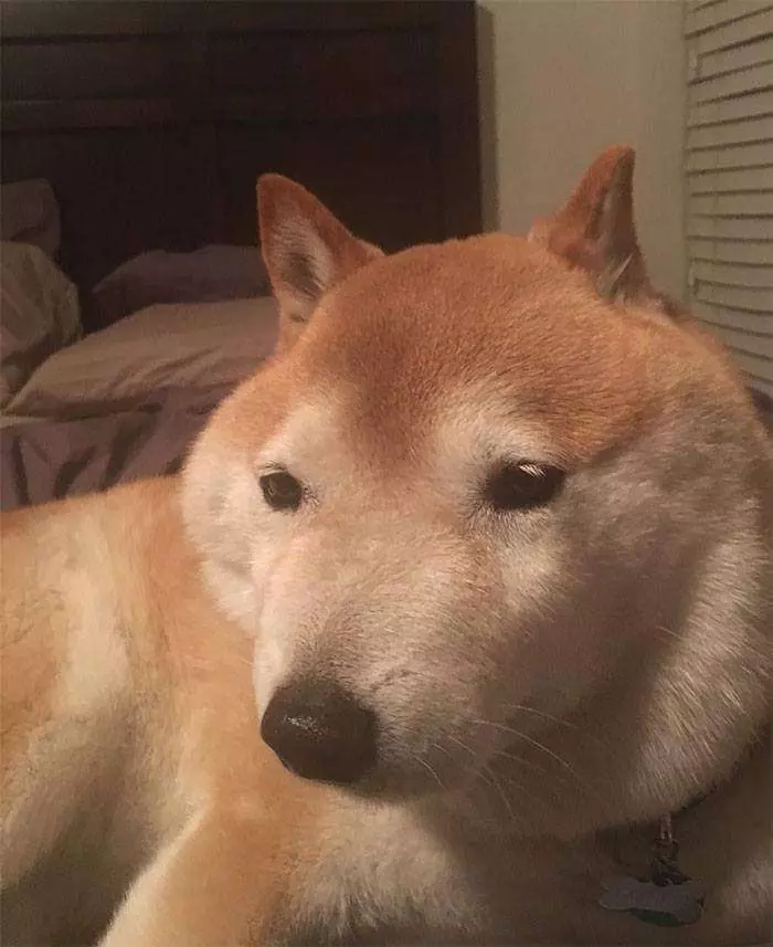 30張證明「柴犬就是一種搞笑生物」的激萌照片