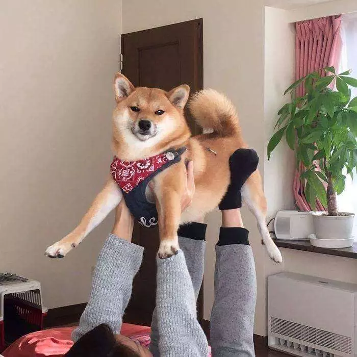 30張證明「柴犬就是一種搞笑生物」的激萌照片