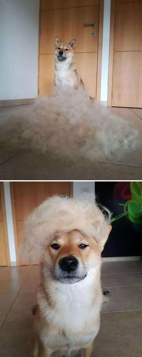 30張證明「柴犬就是一種搞笑生物」的激萌照片