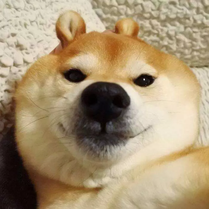 30張證明「柴犬就是一種搞笑生物」的激萌照片