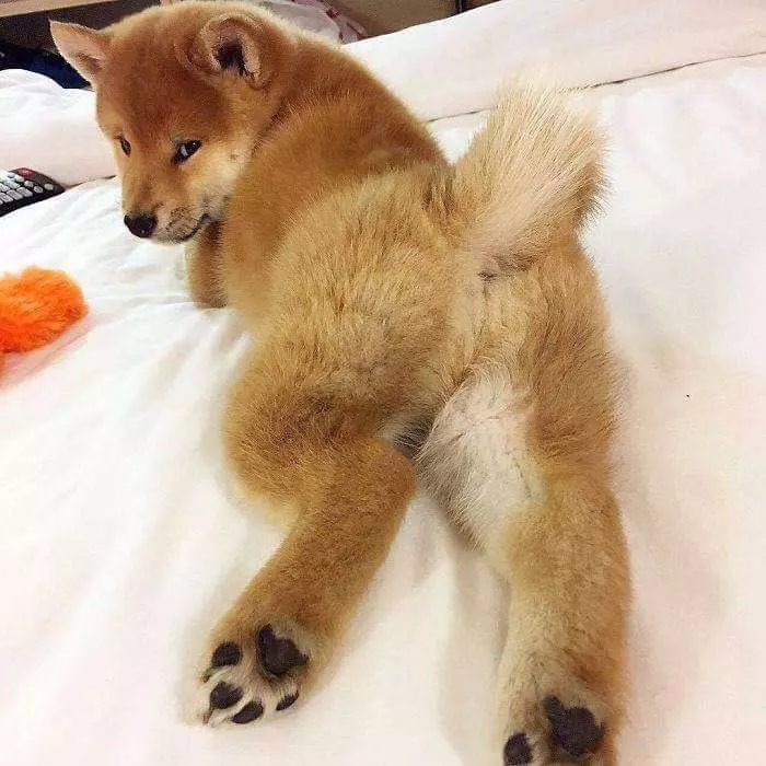 30張證明「柴犬就是一種搞笑生物」的激萌照片
