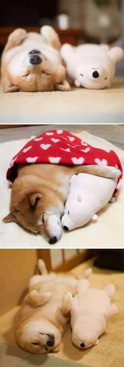 30張證明「柴犬就是一種搞笑生物」的激萌照片 太可愛啦❤