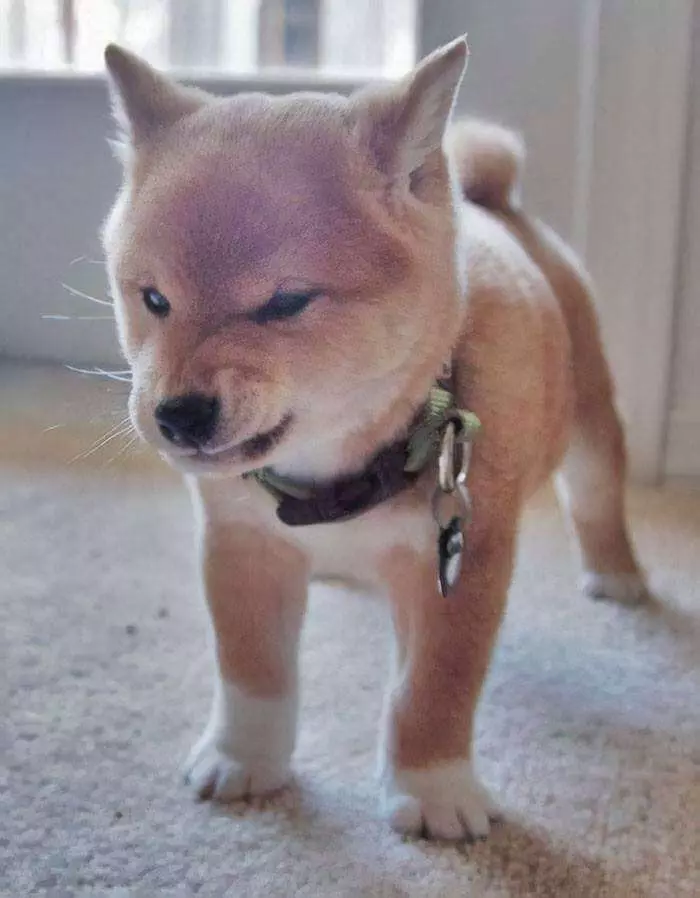 30張證明「柴犬就是一種搞笑生物」的激萌照片 太可愛啦❤