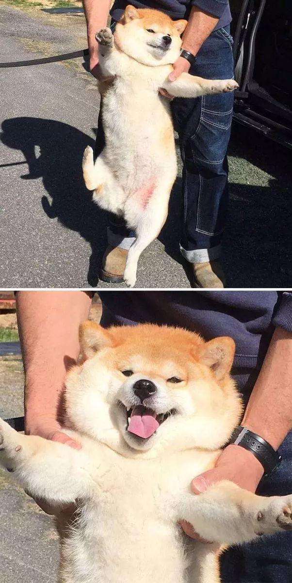 30張證明「柴犬就是一種搞笑生物」的激萌照片 太可愛啦❤