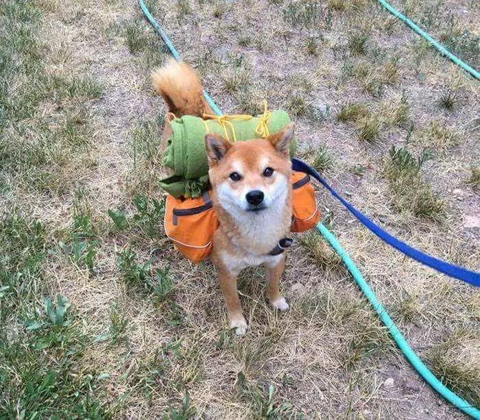 30張證明「柴犬就是一種搞笑生物」的激萌照片 太可愛啦❤