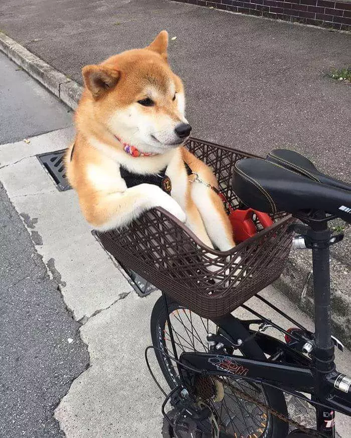 30張證明「柴犬就是一種搞笑生物」的激萌照片 太可愛啦❤