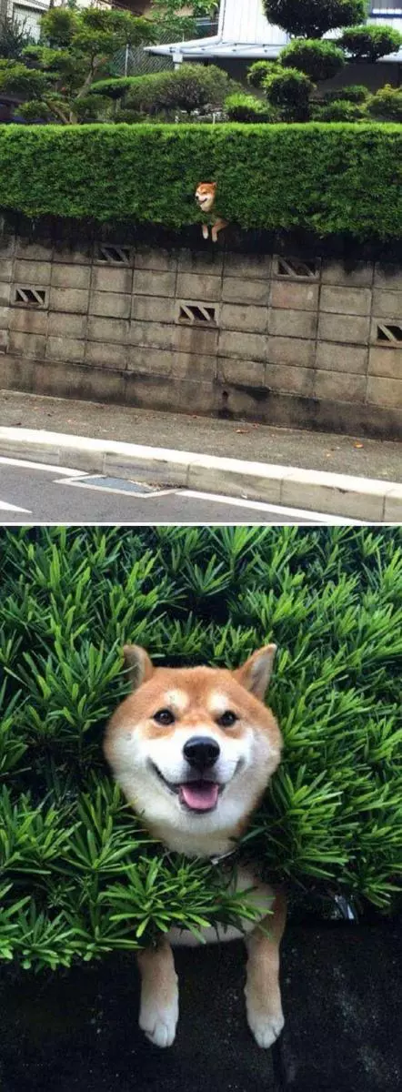 30張證明「柴犬就是一種搞笑生物」的激萌照片
