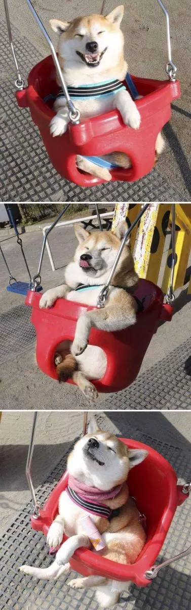 30張證明「柴犬就是一種搞笑生物」的激萌照片