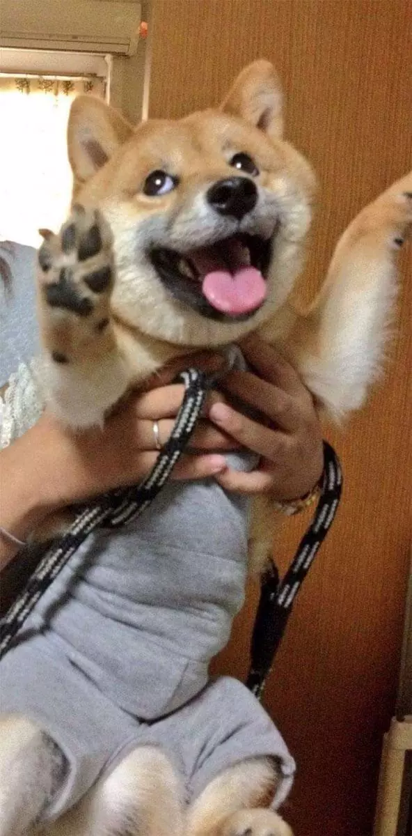 30張證明「柴犬就是一種搞笑生物」的激萌照片