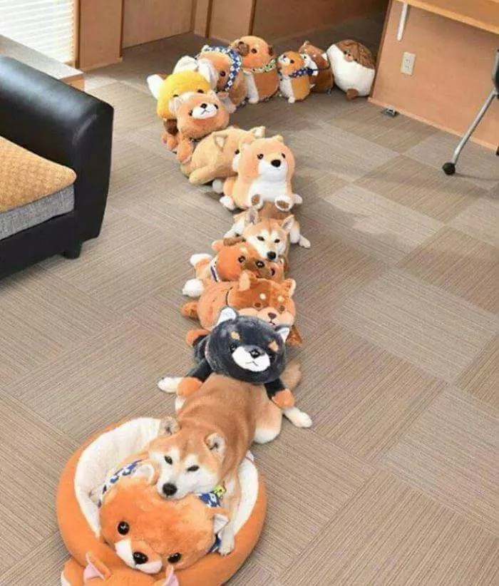30張證明「柴犬就是一種搞笑生物」的激萌照片