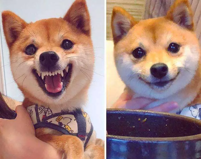 30張證明「柴犬就是一種搞笑生物」的激萌照片