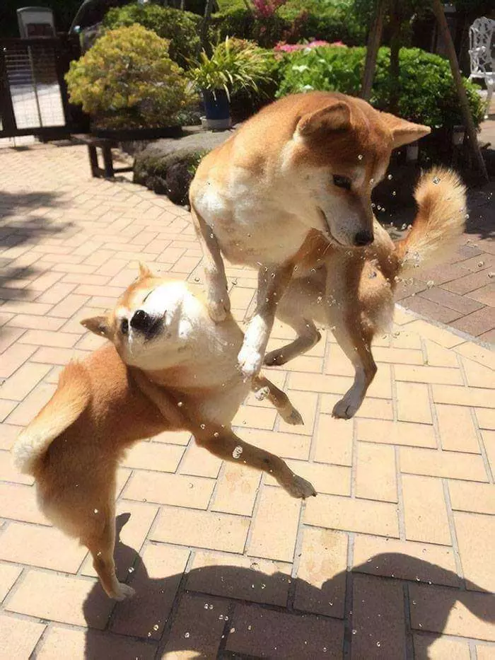 30張證明「柴犬就是一種搞笑生物」的激萌照片