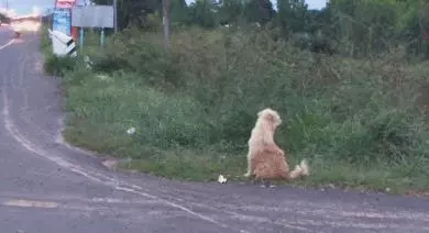 狗狗在公路旁等主人四年,當主人接牠回家那一刻,狗狗卻不跟主人走了