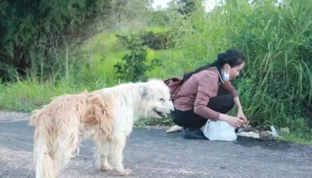 狗狗在公路旁等主人四年,當主人接牠回家那一刻,狗狗卻不跟主人走了